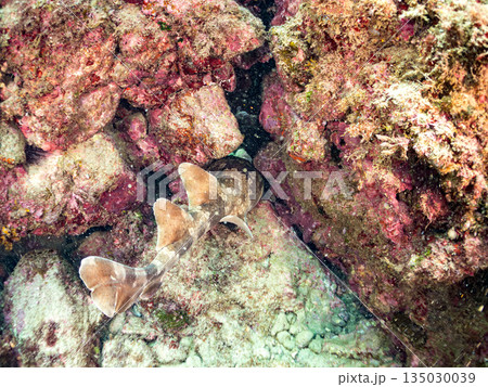 底生のサメ、オオセ（テンジクザメ目）他。ヒリゾ浜南伊豆町中木 静岡県伊豆半島-2025 日本有数 135030039