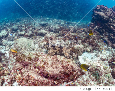 底生のサメ、オオセ（テンジクザメ目）他。ヒリゾ浜南伊豆町中木 静岡県伊豆半島-2025 日本有数 135030041