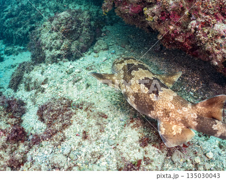底生のサメ、オオセ(テンジクザメ目)他。ヒリゾ浜南伊豆町中木 静岡県伊豆半島-2025 日本有数 底生のサメ、オオセ(テンジクザメ目)他。ヒリゾ浜南伊豆町中木 静岡県伊豆半島-2025 日本有数 135030043