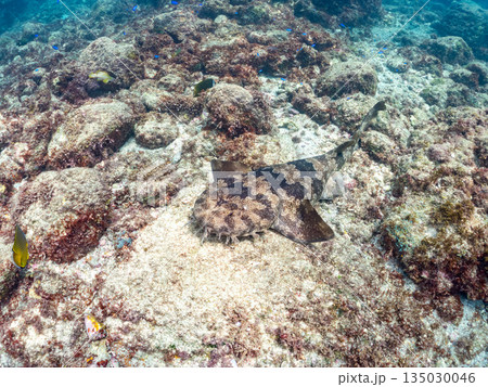 底生のサメ、オオセ（テンジクザメ目）他。ヒリゾ浜南伊豆町中木 静岡県伊豆半島-2025 日本有数 135030046