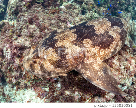 底生のサメ、オオセ(テンジクザメ目)他。ヒリゾ浜南伊豆町中木 静岡県伊豆半島-2025 日本有数 底生のサメ、オオセ(テンジクザメ目)他。ヒリゾ浜南伊豆町中木 静岡県伊豆半島-2025 日本有数 135030051