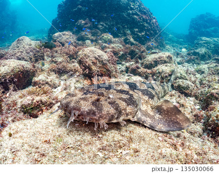 底生のサメ、オオセ(テンジクザメ目)他。ヒリゾ浜南伊豆町中木 静岡県伊豆半島-2025 日本有数 底生のサメ、オオセ(テンジクザメ目)他。ヒリゾ浜南伊豆町中木 静岡県伊豆半島-2025 日本有数 135030066