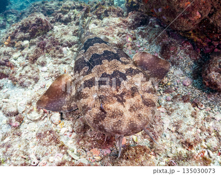 底生のサメ、オオセ（テンジクザメ目）他。ヒリゾ浜南伊豆町中木 静岡県伊豆半島-2025 日本有数 135030073