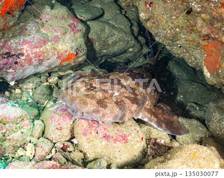 底生のサメ、オオセ(テンジクザメ目)他。ヒリゾ浜南伊豆町中木 静岡県伊豆半島-2025 日本有数 底生のサメ、オオセ(テンジクザメ目)他。ヒリゾ浜南伊豆町中木 静岡県伊豆半島-2025 日本有数 135030077
