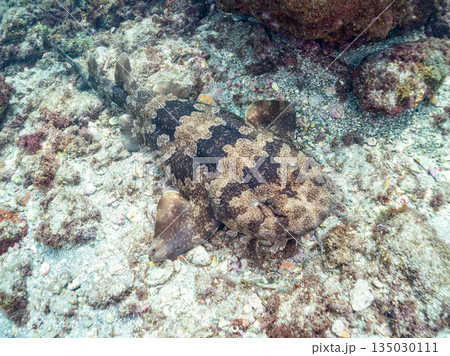 底生のサメ、オオセ（テンジクザメ目）他。ヒリゾ浜南伊豆町中木 静岡県伊豆半島-2025 日本有数 135030111