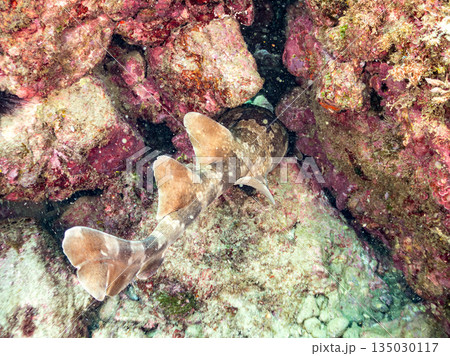 底生のサメ、オオセ（テンジクザメ目）他。ヒリゾ浜南伊豆町中木 静岡県伊豆半島-2025 日本有数 135030117