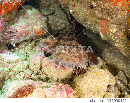 底生のサメ、オオセ（テンジクザメ目）他。ヒリゾ浜南伊豆町中木 静岡県伊豆半島-2025 日本有数 135030121