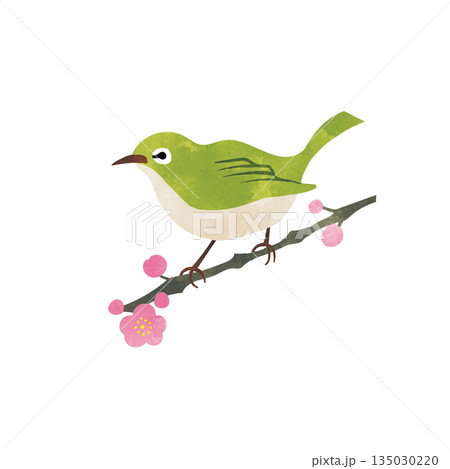 水彩テクスチャ付きメジロと梅の枝　春の野鳥 135030220