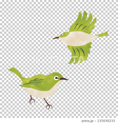日本繡眼鳥，春季野生鳥類的水彩紋理集 135030233