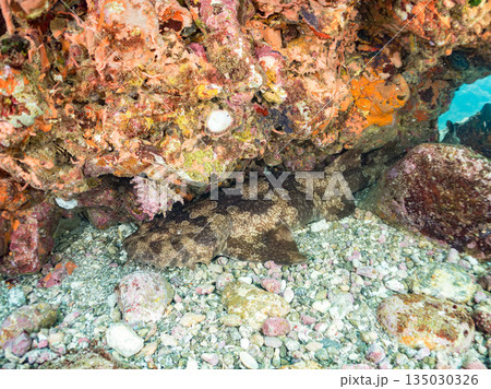 底生のサメ、オオセ（テンジクザメ目）とセンジュモドキ貝。ヒリゾ浜南伊豆町中木 静岡県伊豆半島2025 135030326