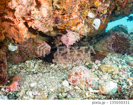 底生のサメ、オオセ（テンジクザメ目）とセンジュモドキ貝。ヒリゾ浜南伊豆町中木 静岡県伊豆半島2025 135030331