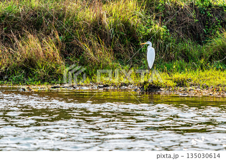 bird at the riverbank in Chitwan National Park in Nepal. 135030614