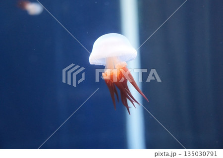 ふわふわしたクラゲ 135030791
