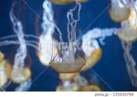 ふわふわしたクラゲ 135030799