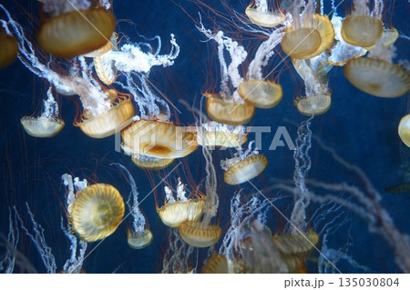 ふわふわしたクラゲ 135030804