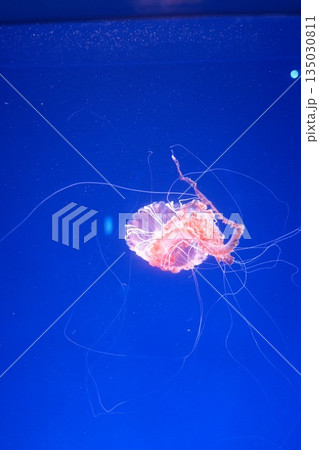 ふわふわしたクラゲ ふわふわしたクラゲ 135030811