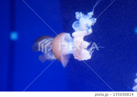 ふわふわしたクラゲ ふわふわしたクラゲ 135030814