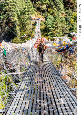 Horses crossing suspension bridge in Himalaya mountains, Nepal Horses crossing suspension bridge in Himalaya mountains, Nepal 135030879