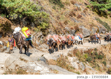 Horses carrying supplies on the Everest Base Camp Trek, Nepal. Horses carrying supplies on the Everest Base Camp Trek, Nepal. 135030884