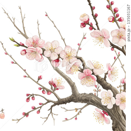 春の訪れを感じる梅の枝 日本画風背景 135031167
