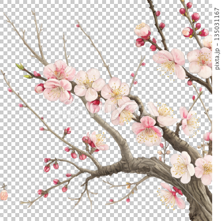 春の訪れを感じる梅の枝 日本画風背景 135031167