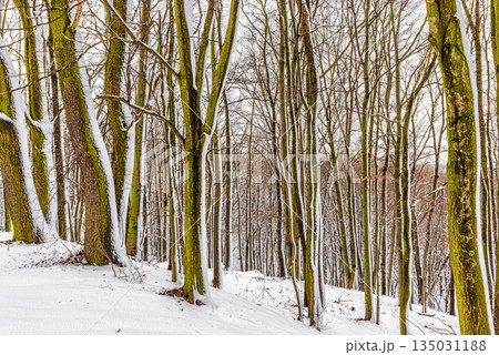 Winter landscape in the snowy forest. Winter landscape in the snowy forest. 135031188