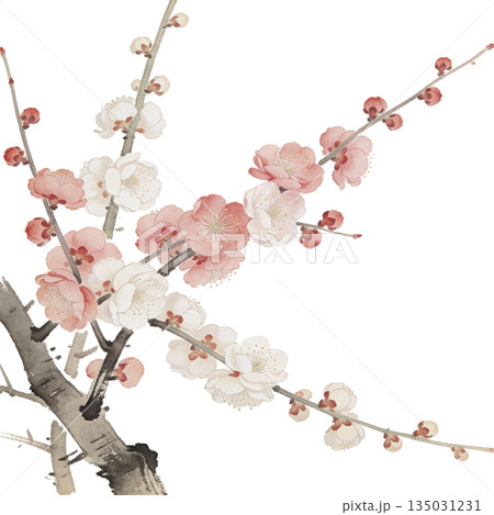 春の訪れを感じる梅の枝 日本画風背景 135031231