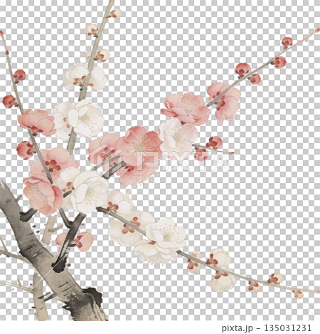 春の訪れを感じる梅の枝 日本画風背景 135031231