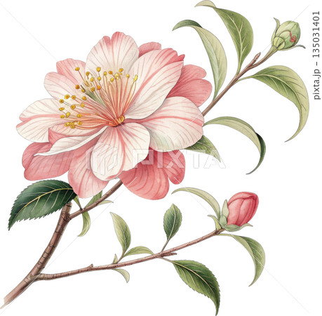 淡い色彩の春の花 日本画風の繊細な植物イラスト 135031401