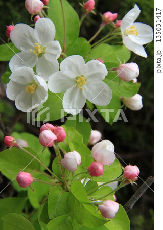 ハナカイドウの花 135031417