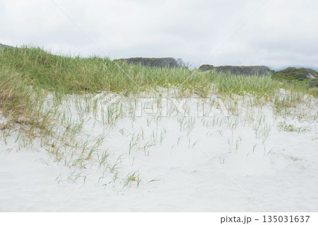 Coastal dunes are being shown in flat design, with white sand, grass, gray sky, shrubs Coastal dunes are being shown in flat design, with white sand, grass, gray sky, shrubs 135031637
