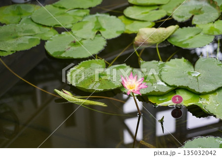 スイセン 135032042