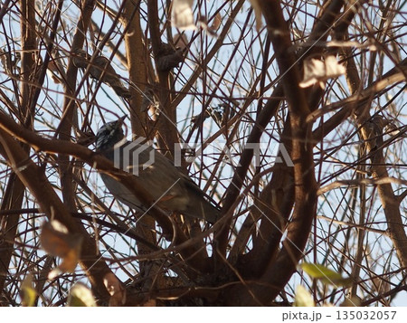 野鳥 野鳥 135032057
