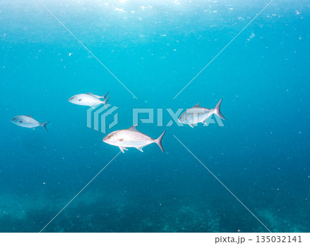 キビナゴ大群を襲うヒレナガカンパチ他群れ。ヒリゾ浜南伊豆町中木 静岡県伊豆半島-2025 日本有数の 135032141