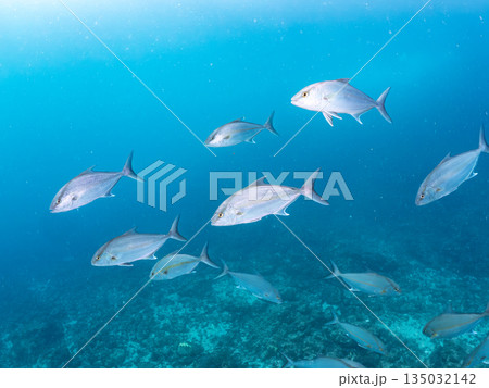 キビナゴ大群を襲うヒレナガカンパチ他群れ。ヒリゾ浜南伊豆町中木 静岡県伊豆半島-2025 日本有数の キビナゴ大群を襲うヒレナガカンパチ他群れ。ヒリゾ浜南伊豆町中木 静岡県伊豆半島-2025 日本有数の 135032142