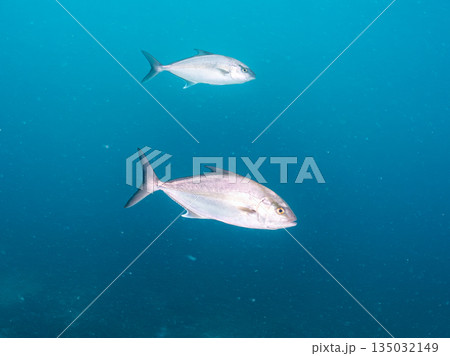 キビナゴ大群を襲うヒレナガカンパチ他群れ。ヒリゾ浜南伊豆町中木 静岡県伊豆半島-2025 日本有数の キビナゴ大群を襲うヒレナガカンパチ他群れ。ヒリゾ浜南伊豆町中木 静岡県伊豆半島-2025 日本有数の 135032149