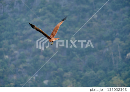 Eagle Feeding in Langkawi island Mangrove tour Kilim Geoforest Park. Eagle Feeding in Langkawi island Mangrove tour Kilim Geoforest Park. 135032368