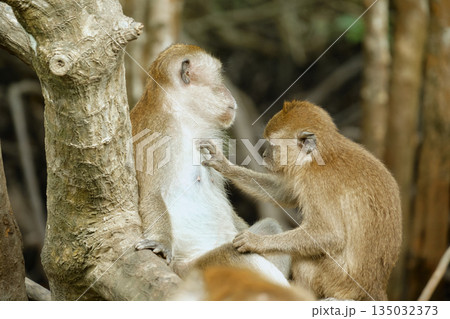 Monkeys in the mangrove forest of Langkawi Island, Malaysia. 135032373