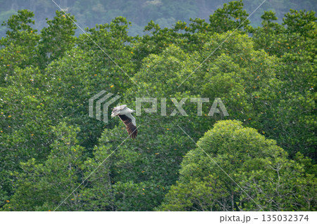 Eagle Feeding in Langkawi island Mangrove tour Kilim Geoforest Park. 135032374