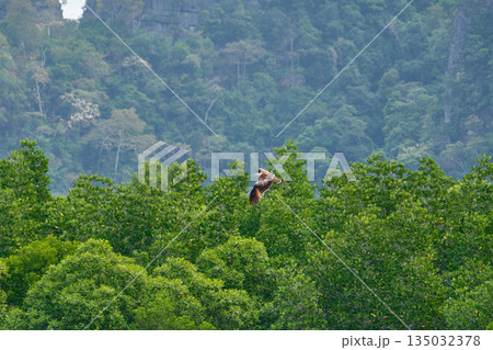 Eagle Feeding in Langkawi island Mangrove tour Kilim Geoforest Park. Eagle Feeding in Langkawi island Mangrove tour Kilim Geoforest Park. 135032378