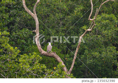 Eagle Feeding in Langkawi island Mangrove tour Kilim Geoforest Park. 135032390