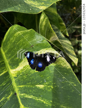 butterfly resting on leaves. High quality photo butterfly resting on leaves. High quality photo 135032454