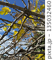 background autumn branches yellow leaf blue sky. High quality photo 135032460