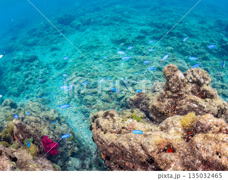 ホウライヒメジ、チョウチョウウオ、メジナ、ソラスズメダイ、キンギョハナダイ他群れ。ヒリゾ浜南伊豆町 ホウライヒメジ、チョウチョウウオ、メジナ、ソラスズメダイ、キンギョハナダイ他群れ。ヒリゾ浜南伊豆町 135032465