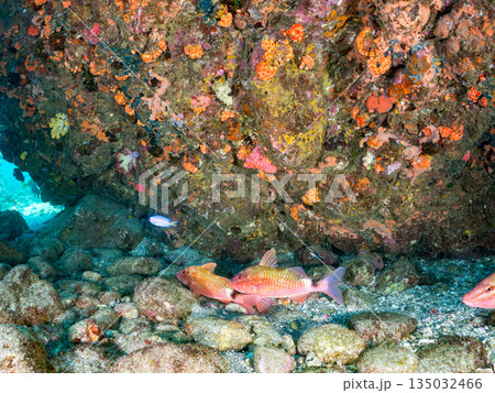 ホウライヒメジ、チョウチョウウオ、メジナ、ソラスズメダイ、キンギョハナダイ他群れ。ヒリゾ浜南伊豆町 135032466