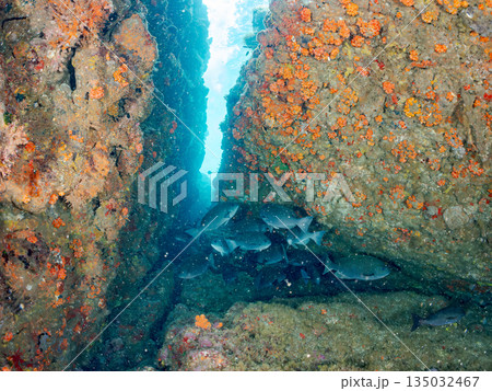 ホウライヒメジ、チョウチョウウオ、メジナ、ソラスズメダイ、キンギョハナダイ他群れ。ヒリゾ浜南伊豆町 135032467