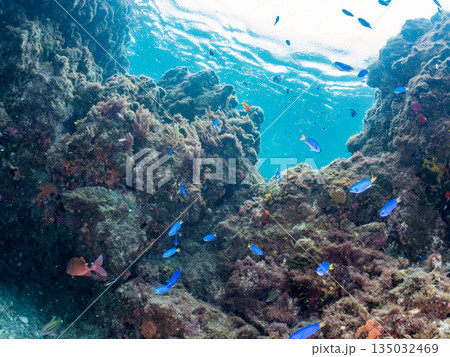 ホウライヒメジ、チョウチョウウオ、メジナ、ソラスズメダイ、キンギョハナダイ他群れ。ヒリゾ浜南伊豆町 135032469