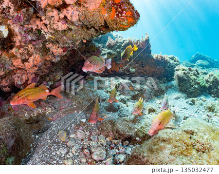 ホウライヒメジ、チョウチョウウオ、メジナ、ソラスズメダイ、キンギョハナダイ他群れ。ヒリゾ浜南伊豆町 135032477