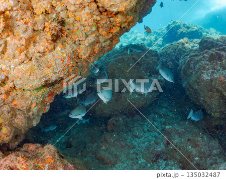 ホウライヒメジ、チョウチョウウオ、メジナ、ソラスズメダイ、キンギョハナダイ他群れ。ヒリゾ浜南伊豆町 135032487