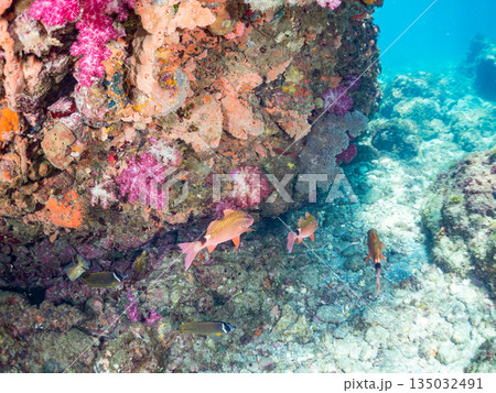 ホウライヒメジ、チョウチョウウオ、メジナ、ソラスズメダイ、キンギョハナダイ他群れ。ヒリゾ浜南伊豆町 135032491